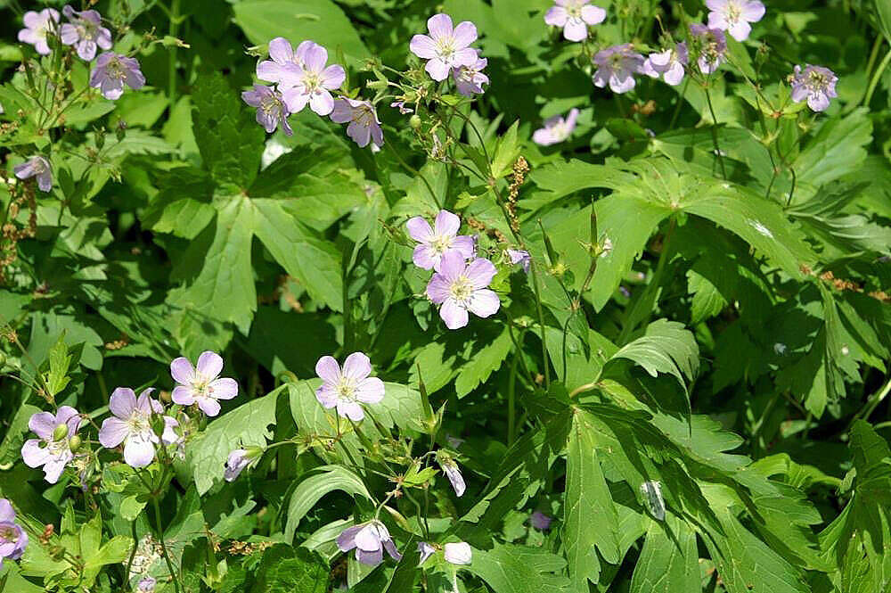 Image of spotted geranium