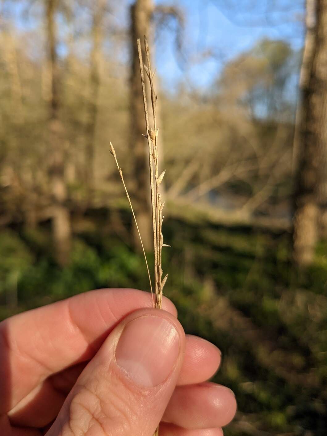 صورة Diarrhena obovata (Gleason) Brandenburg