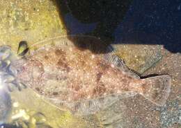 Image of Pacific sanddab