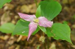 Image of White trillium