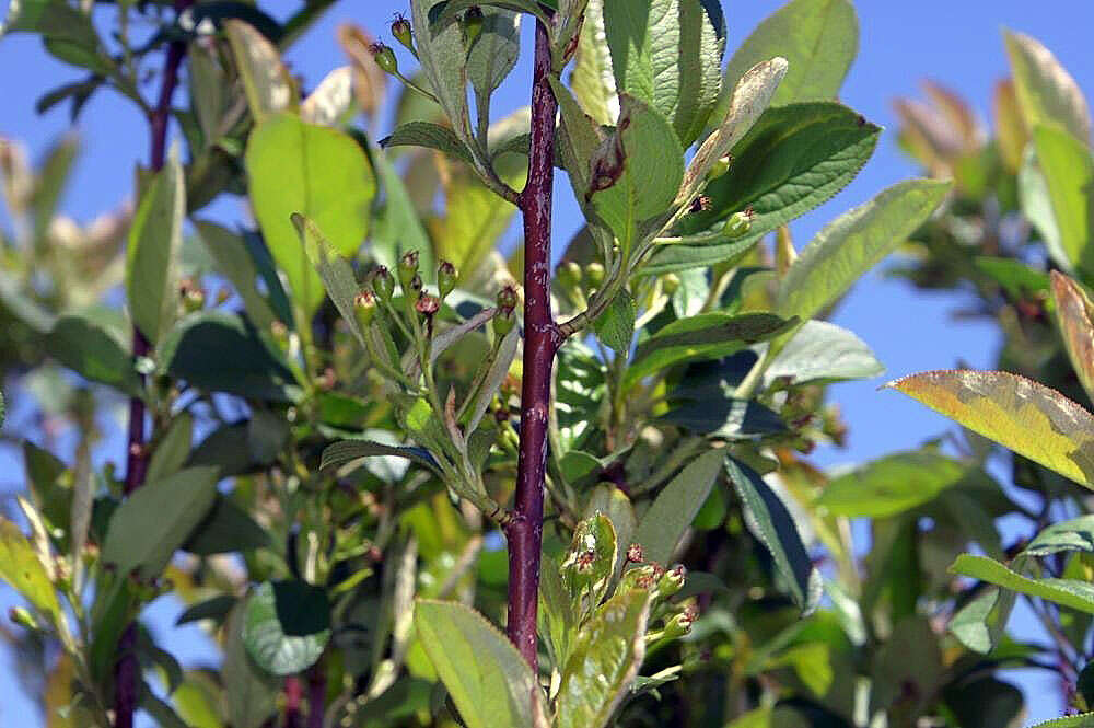 Plancia ëd Aronia arbutifolia (L.) Pers.