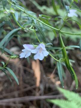 Image of Narrow-leaved Mint-bush