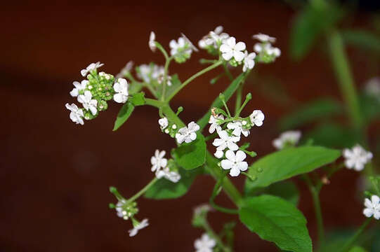 Plancia ëd Brunnera macrophylla (Adams) I. M. Johnst.