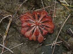 Image de Drosera cayennensis Sagot ex Diels