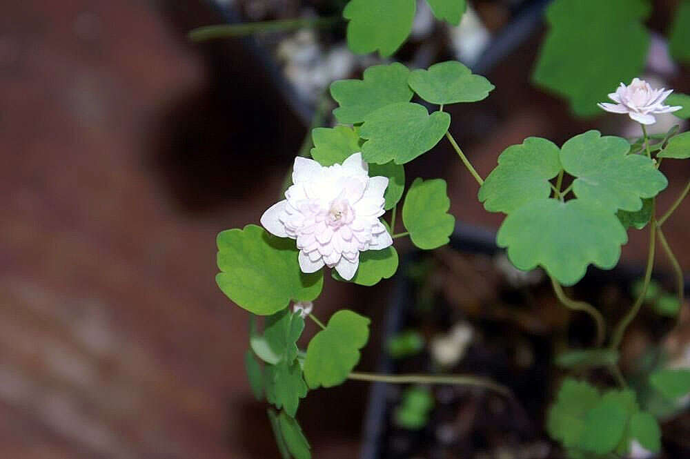 Image of Rue-Anemone