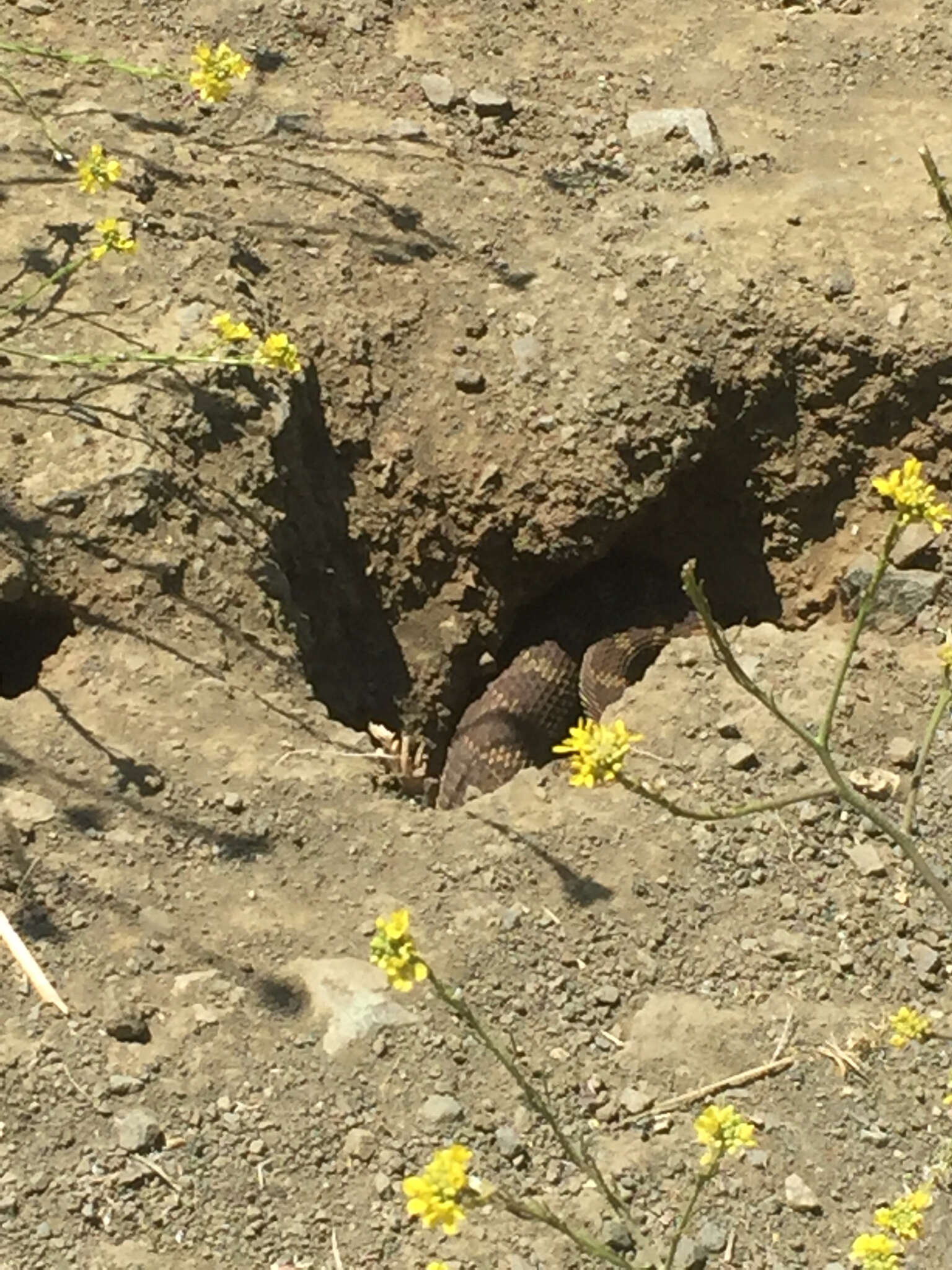 Image of Northern Pacific Rattlesnake