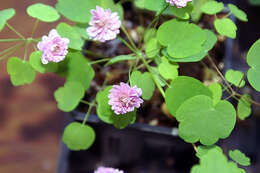 Image of Rue-Anemone