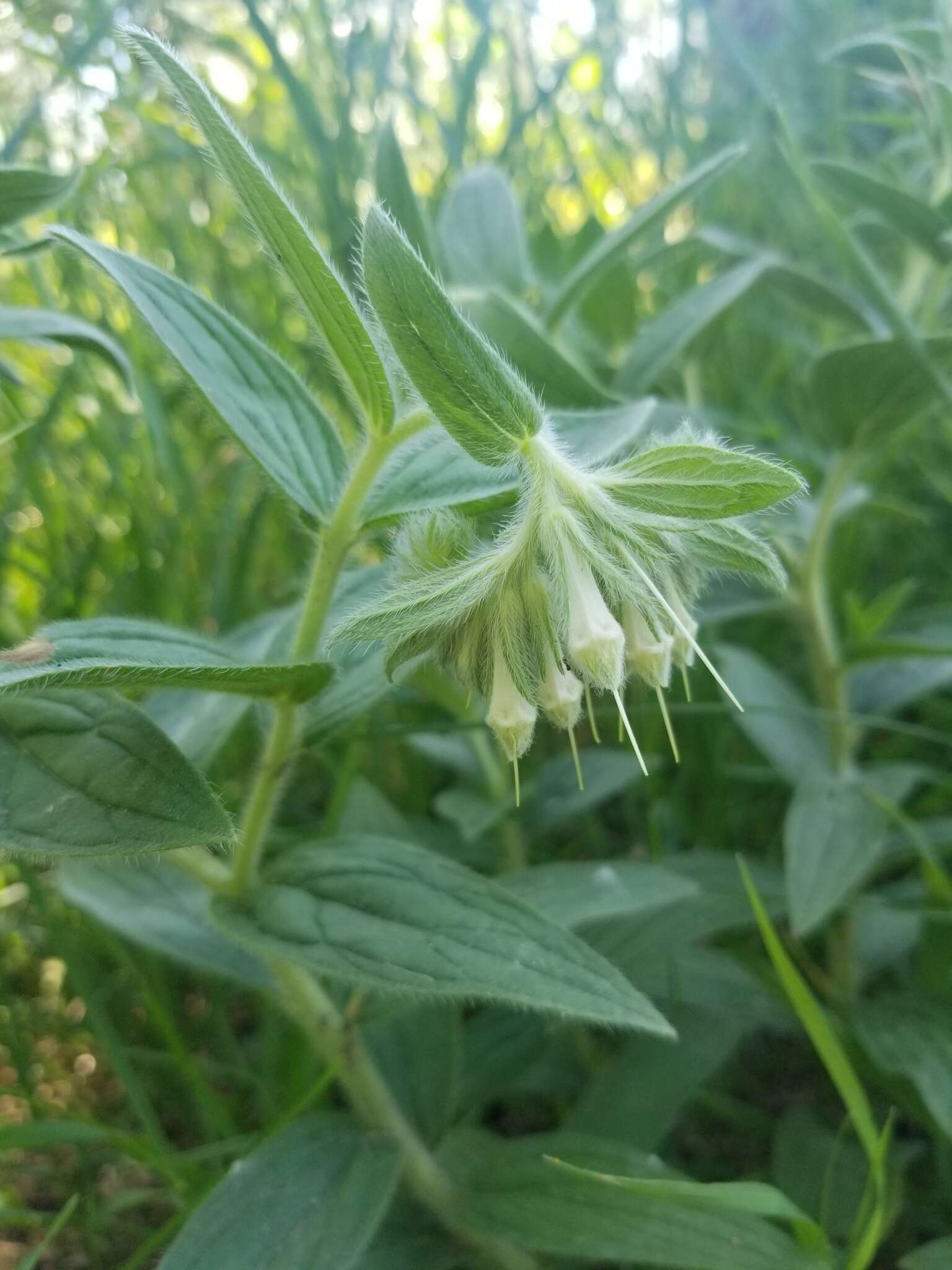 Image of western marbleseed