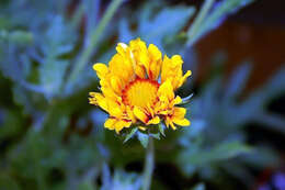 Image of Common perennial gaillardia