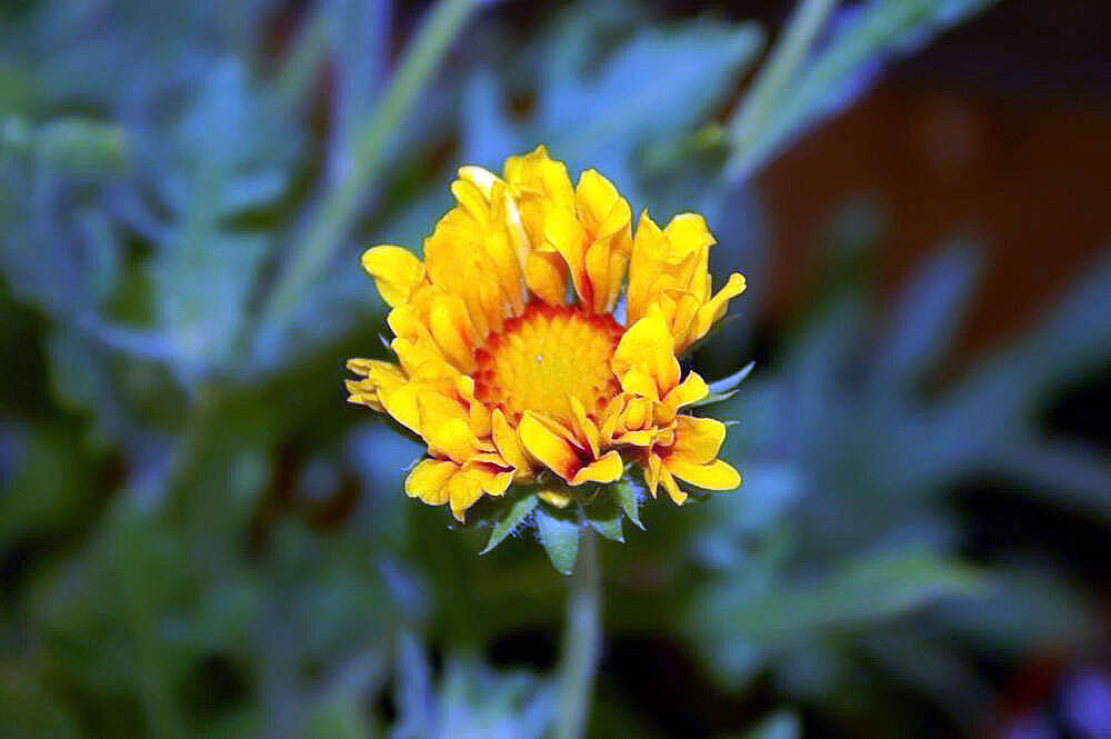 Image of Common perennial gaillardia