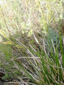 Image of Carex pediformis C. A. Mey.