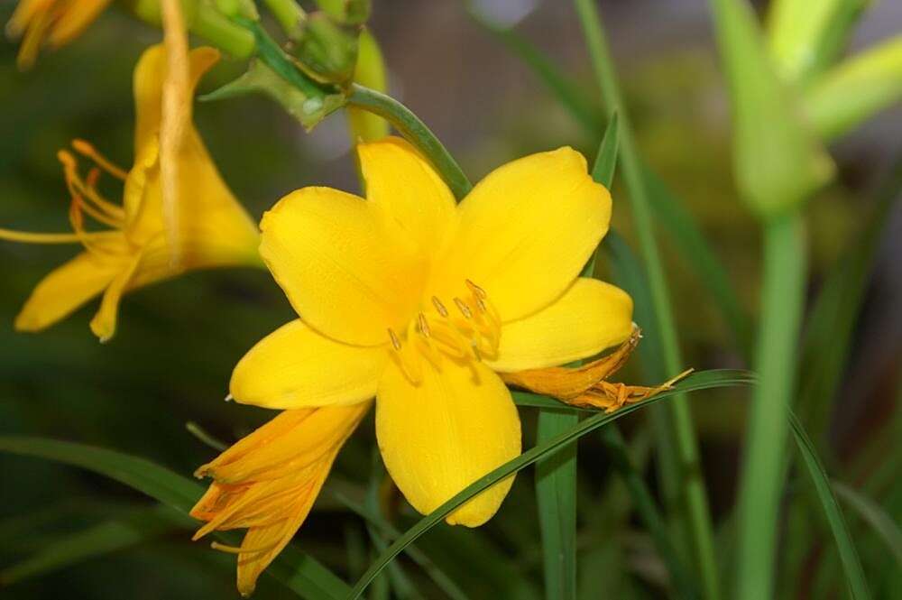 Image of Amur daylily