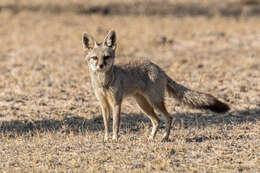 Image of Bengal Fox