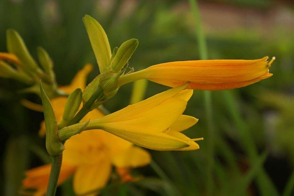 Image of Amur daylily