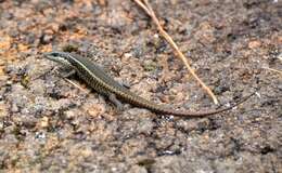 Image of Mulanje Skink