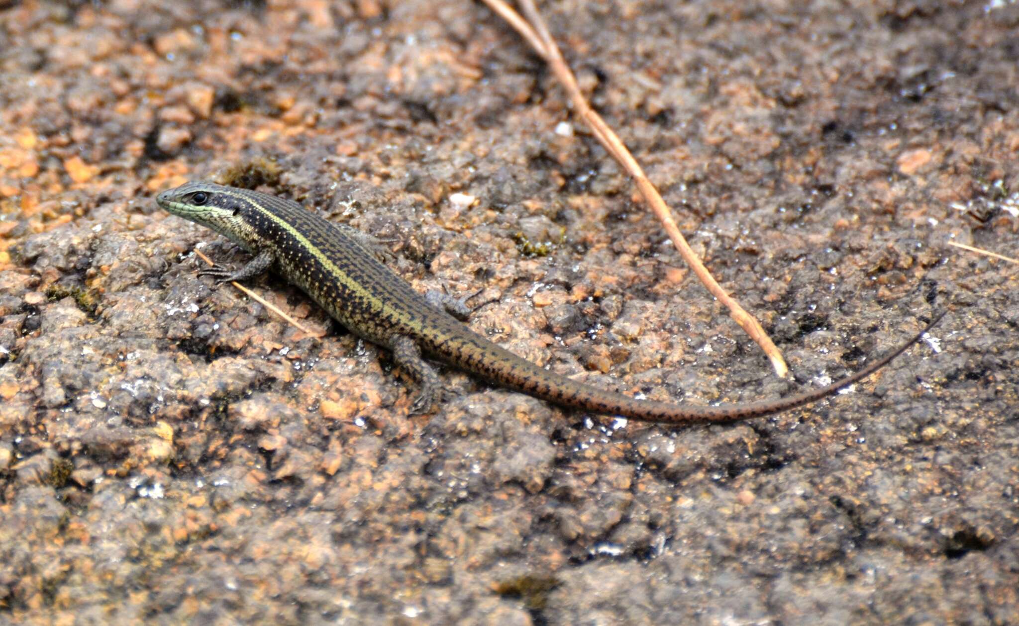 Image of Mulanje Skink