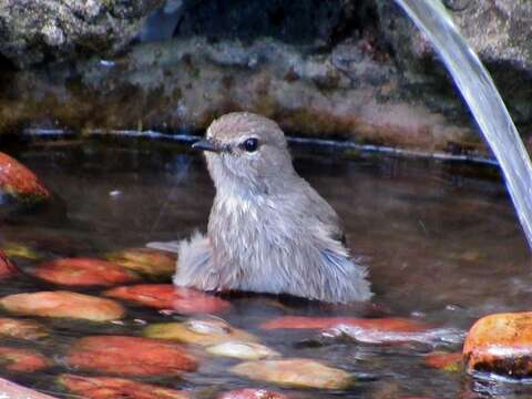 Image de Muscicapa adusta fuscula Sundevall 1850