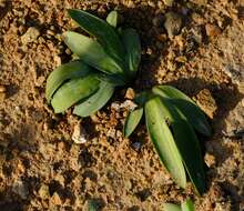 Freesia marginata J. C. Manning & Goldblatt resmi