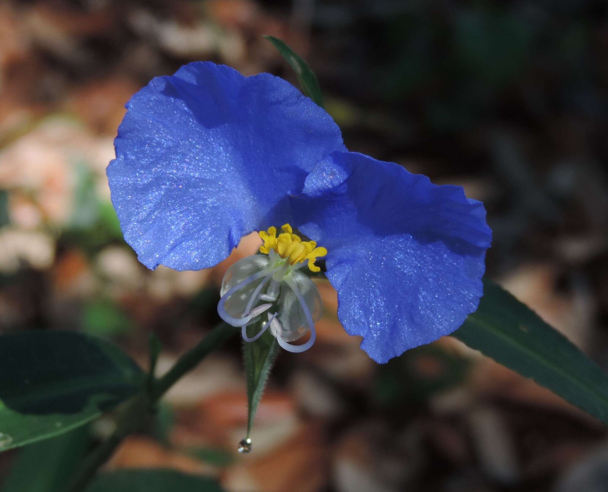 Image of Blousel Blommetjie