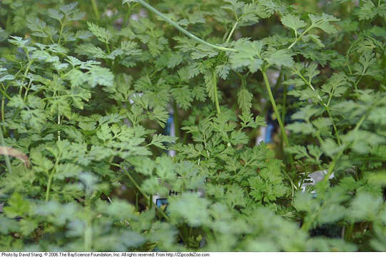 Image of garden chervil