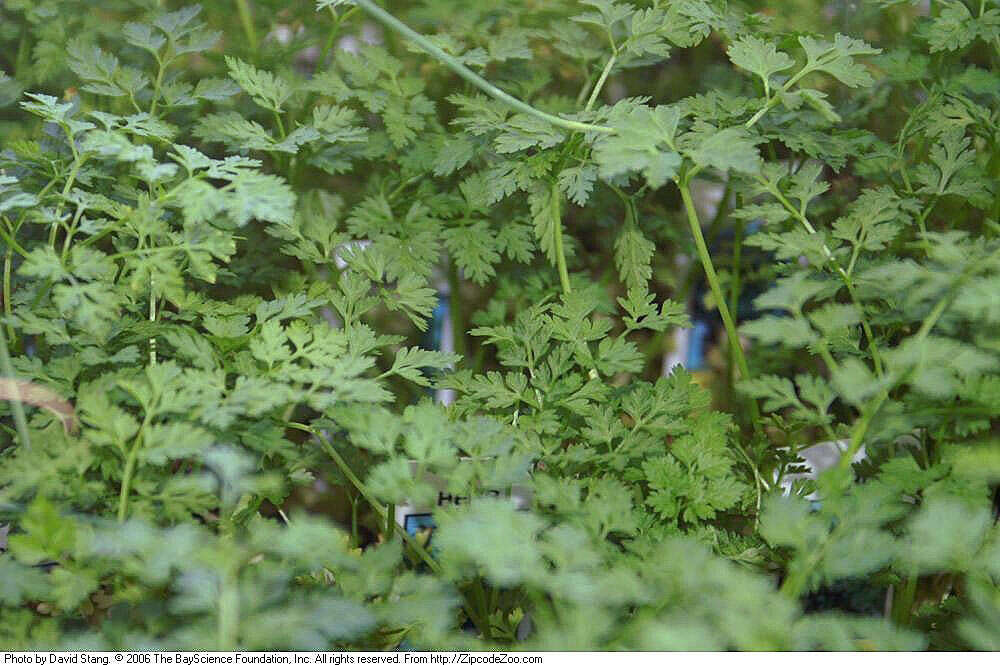 Image of garden chervil