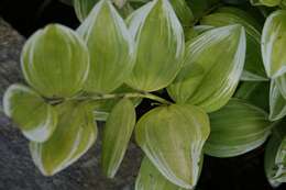 Image de Polygonatum biflorum (Walter) Elliott