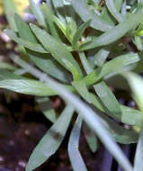 Image of tarragon