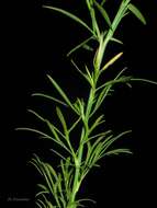 Image of Delphinium halteratum subsp. verdunense (Balbis) Graebner & Graebner fil.