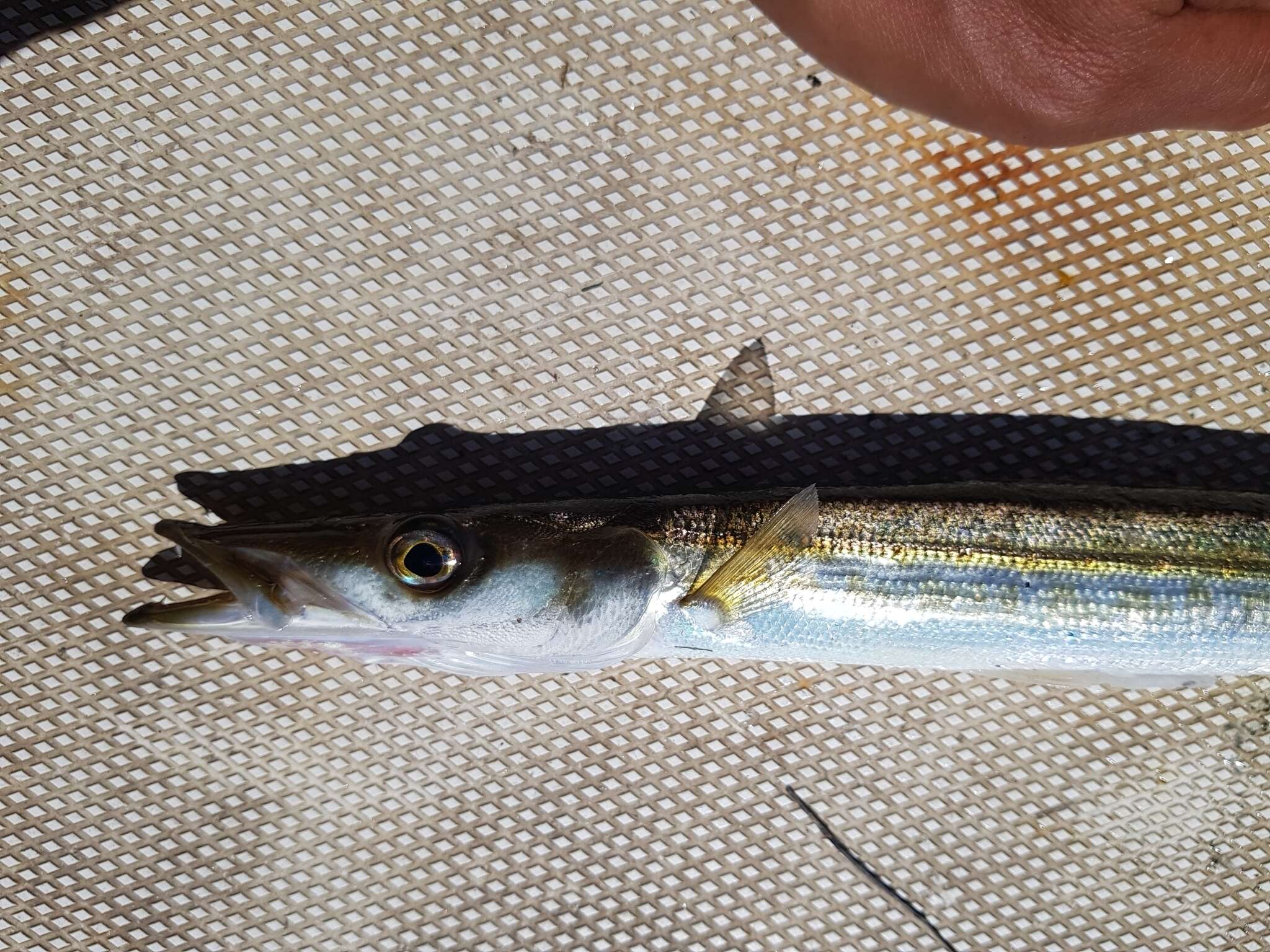 Image of Australian barracuda