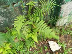 Image of Parasitic Waterfall Fern