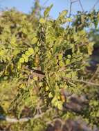 Image of Bursera filicifolia T. S. Brandegee