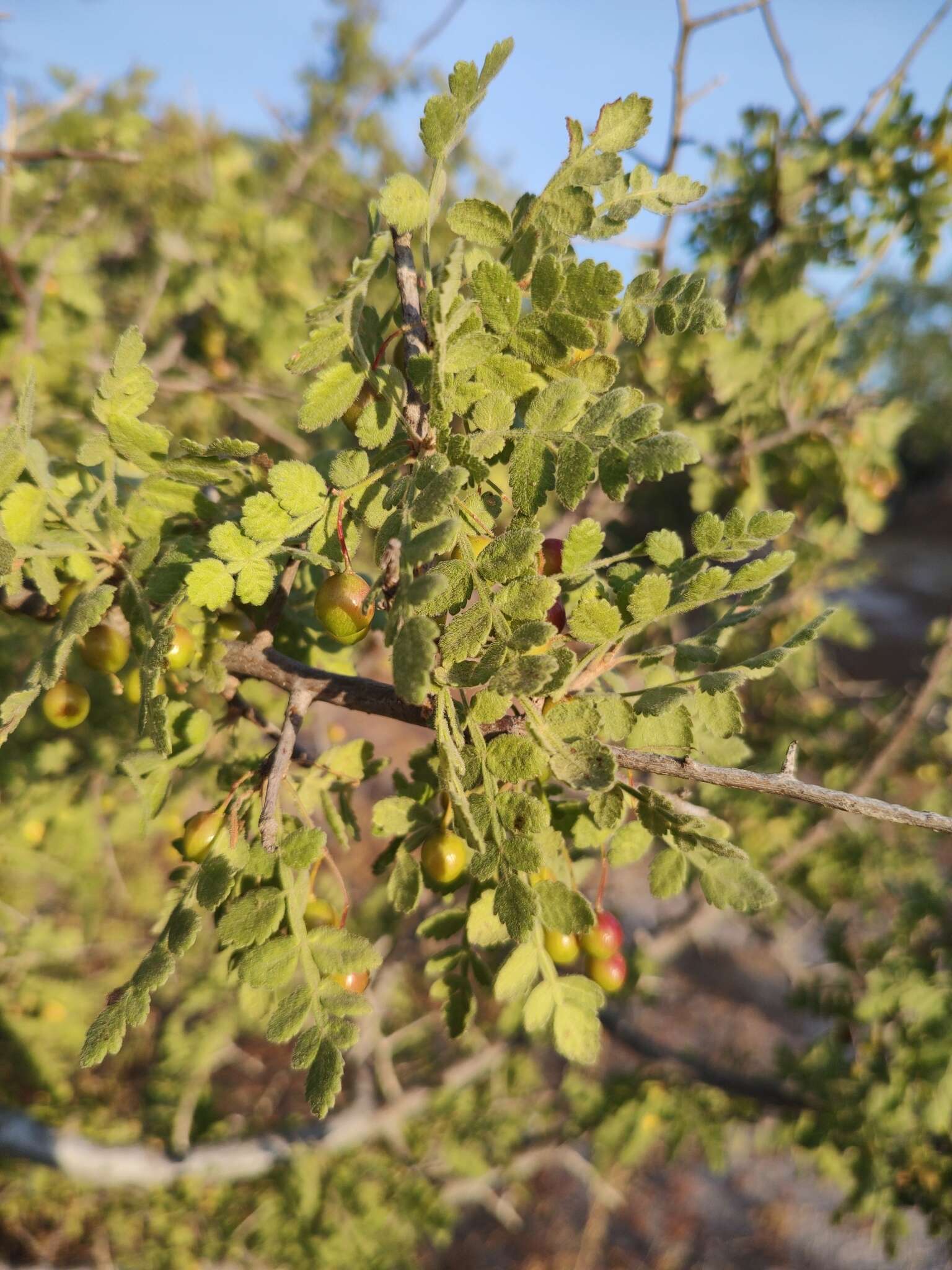 Image of Bursera filicifolia T. S. Brandegee