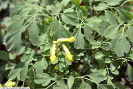 Image of yellow corydalis