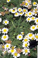 Image of Atlas Daisy