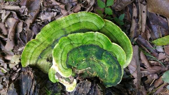 Image of Trametes gibbosa (Pers.) Fr. 1838