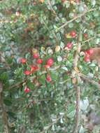 Image of rockspray cotoneaster