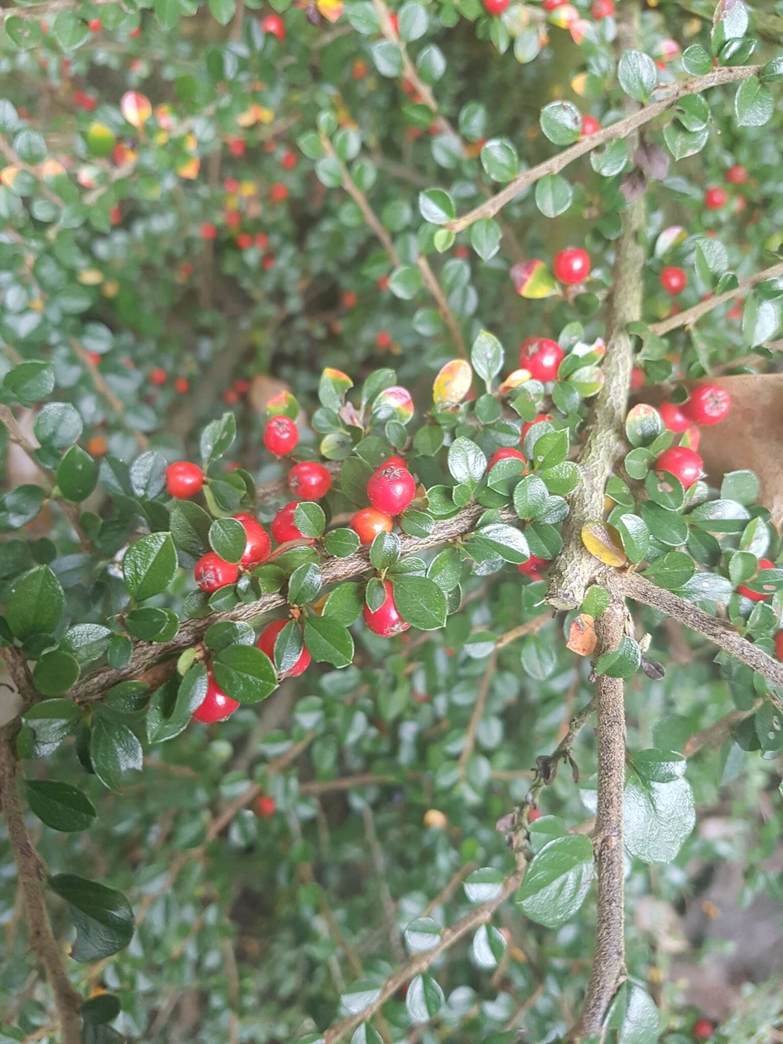 Image of rockspray cotoneaster