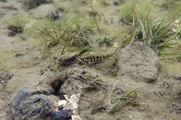 Image of Half-bridled goby