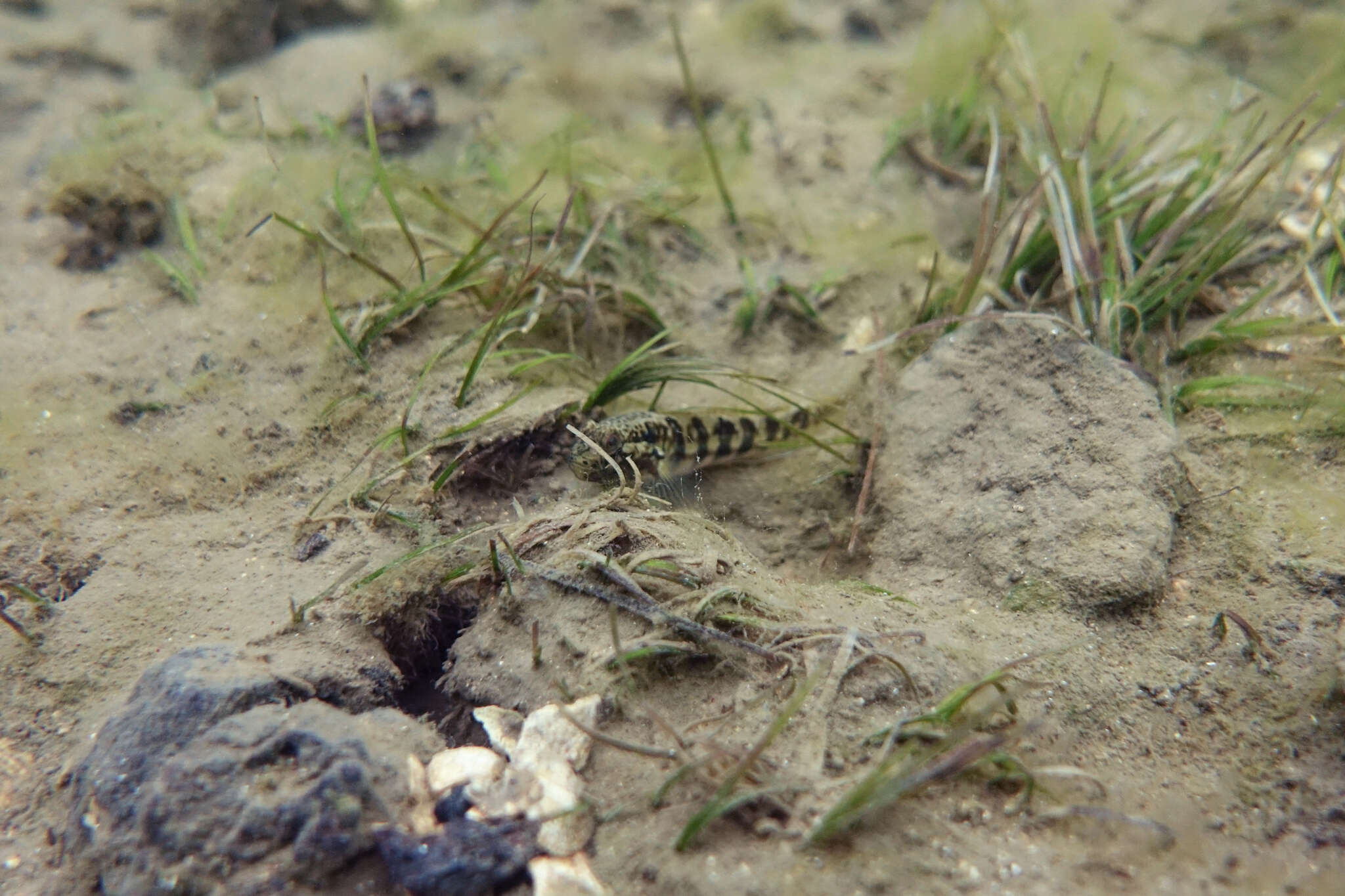 Image of Half-bridled goby