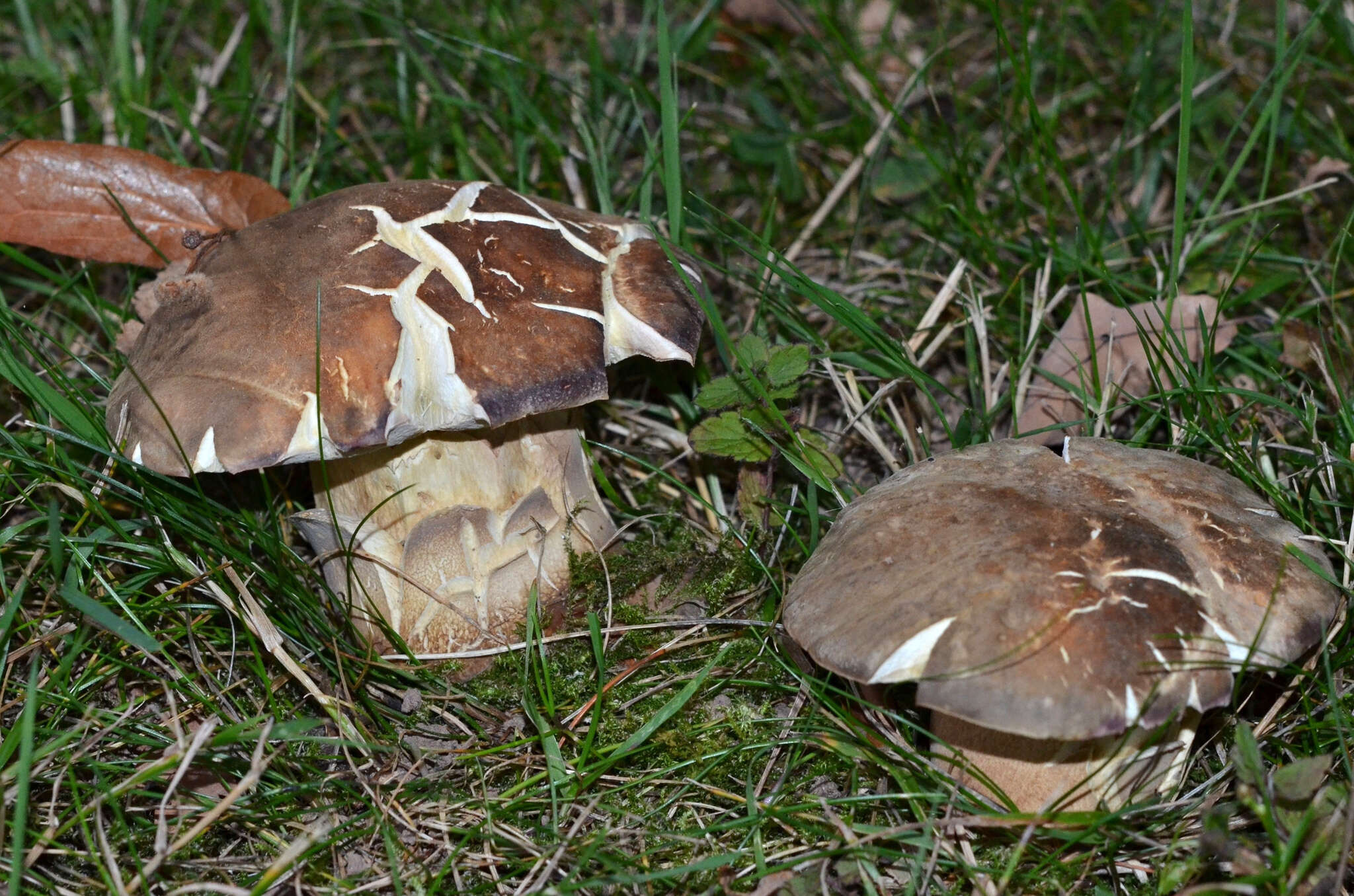 Sivun Boletus aereus Bull. 1789 kuva