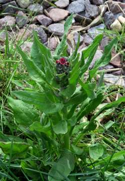 Plancia ëd Cynoglossum officinale L.