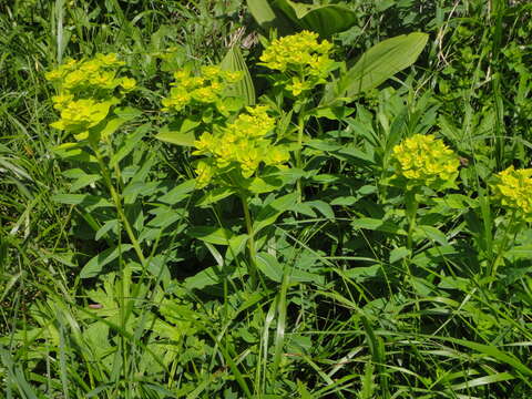 Image of Euphorbia austriaca A. Kern.