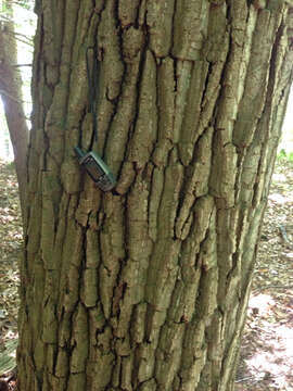 Image of Chestnut Oak