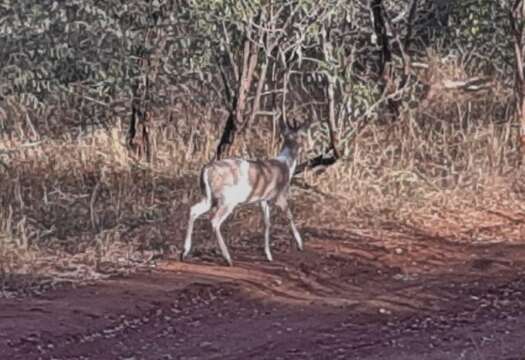 Image of Abundant Duiker