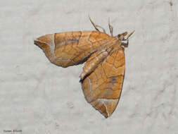 Image of Chevron Moth