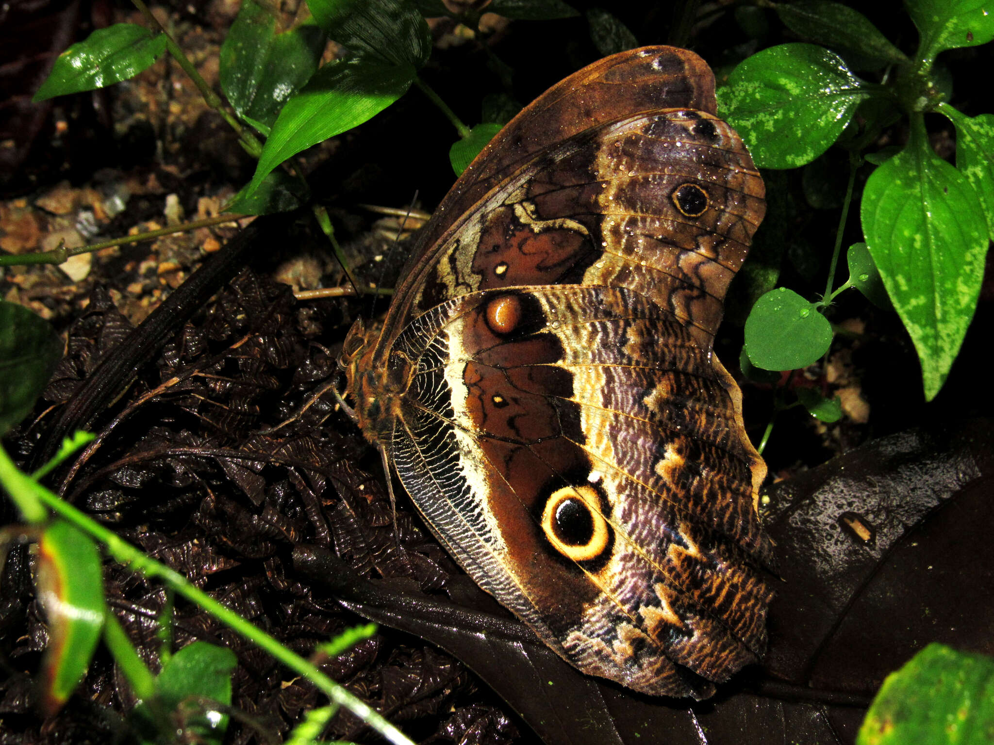 Imagem de Caligo oberthuerii Deyrolle 1872