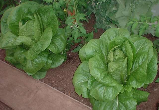 Image of Lactuca sativa var. longifolia