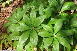 Image of lenten-rose