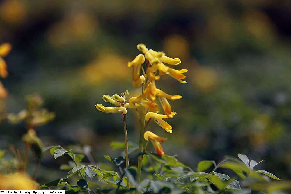 Imagem de Pseudofumaria lutea (L.) Borkh.