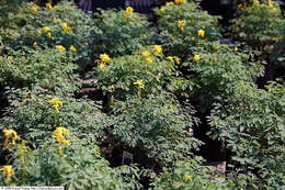 Image of yellow corydalis